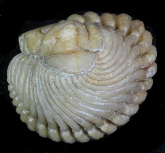 Wide Enrolled Pliomera Trilobite - Russia #89053